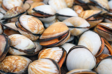 Fresh flame cockle shell for sale at a fish market in Sydney, Australia