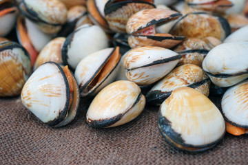 Fresh flame cockle shell for sale at a fish market in Sydney, Australia