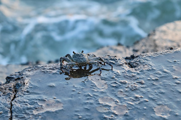 Small crab on the stone close up.