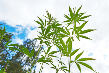 Young leaves of marijuana on sky background