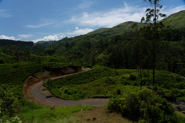 Tea plantation in Sri Lanka