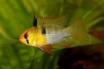 German Ram cichlid Mikrogeophagus ramirezi aquarium fish butterfly cichlid 