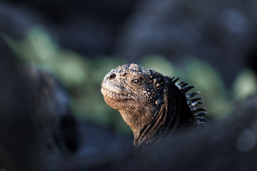 Watchful marine iguana, Galapagos Islands