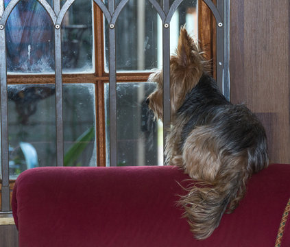 Small brown dog on the arm of a couch looking through the window on a rainy day image with copy space