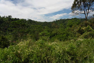 view of forest