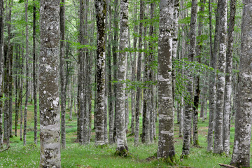 Naklejka premium spring in the forest