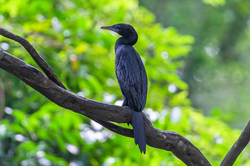 Indian cormorant. Yala National Park. Sri Lanka..