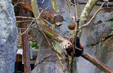 View of a Red Panda (Ailurus fulgens) in an outdoor park 