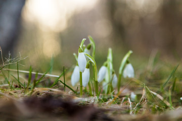 Galanthus, snow drop flower. First sign of spring during a vibrant sunset. 