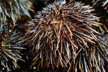 Fresh black sea urchins for sale at a seafood market in Sydney, Australia 