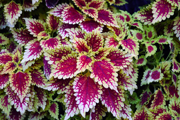 Red and green leaves of the coleus plant, Plectranthus scutellarioides