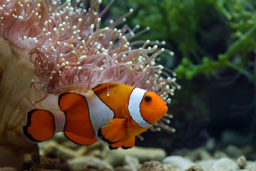 clown fish
