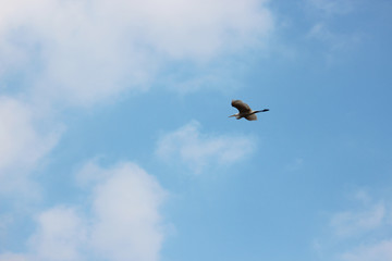 Obraz premium 날으는 왜가리