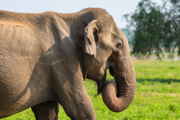 Asian elephant. Yala National Park. Sri Lanka.