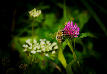 Ape in Fiore