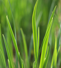 green grass with water droplet in sunshine