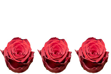 Isolated Beautiful Red Rose on White Background. Copy Space