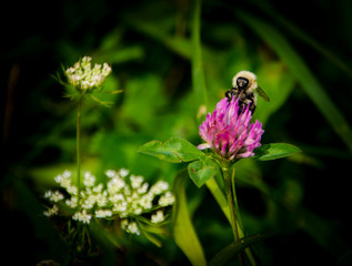 Ape in Fiore 3