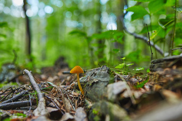 Beautiful orange not edible mushrooms grows in forest