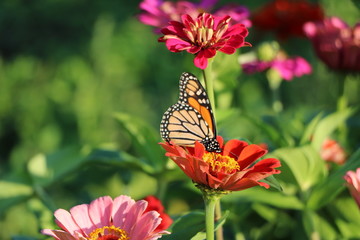 Monarch and Zinnia