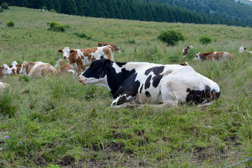 Fototapeta na wymiar mucche al pascolo in alta montagna