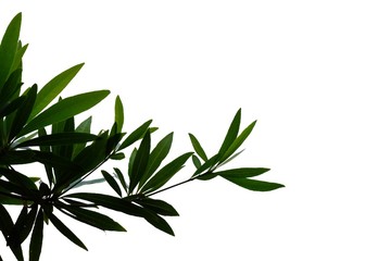 Fototapeta premium Tropical tree leaves with branches on white isolated background for green foliage backdrop 