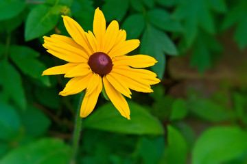 Fine yellow flower of rudbeckia shining (Rudbeckia fulgida).