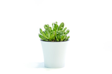 Green plants Crassula succulent on a white background