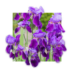 3D effect: Irises flowers with the shadow of the leaves on the white mat 