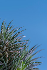Cactus on a blue background. copy space. vertical photo
