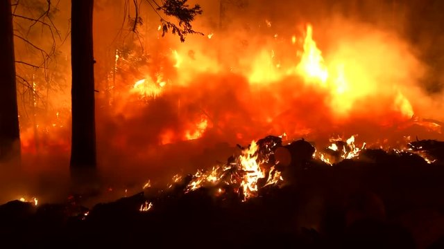 Wide Angle: Orange Flames and Smoke of a Forest Fire