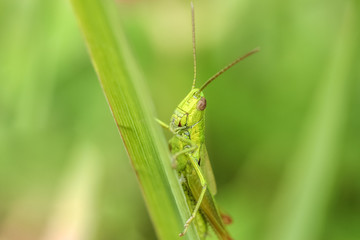 Macro photo of grasshopper close-up sitting on the grass on a blurred background of a summer landscape with green grass and in the sun