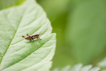 Macro photo of grasshopper close-up sitting on the grass on a blurred background of a summer landscape with green grass and in the sun