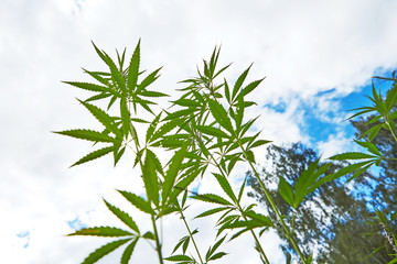 Young leaves of marijuana on sky background