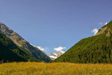 Scenic mountain view with green pine forests and snow covered peaks in the background, Cogne, Aosta Valley, Alps, Italy