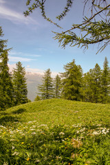 Fototapeta na wymiar View of a wild meadow with pine forest and mountain peaks in the background in springtime, Sampeyre, Piedmont, Alps, Italy