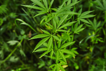 Green fresh marijuana leaves pattern