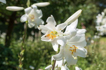 Fototapeta premium Beautiful white flowers