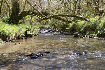 Naklejka na ściany i meble Natural small stream flowing through an ancient woodland