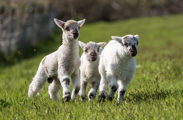 Three cute lambs in a field of grass looking towards the camera