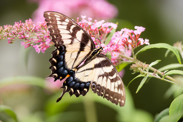 Swallowtail Butterfly