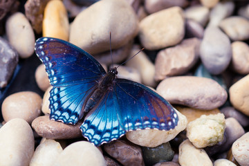 Blue Butterfly on Rocks