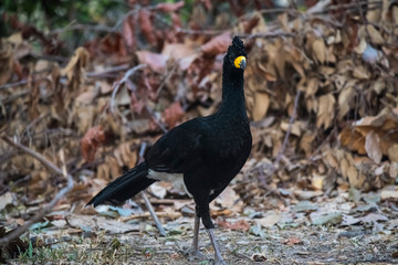 Bare faced Curassow, in a jungle environment, Pantanal Brazil