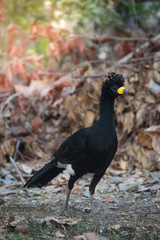 Bare faced Curassow, in a jungle environment, Pantanal Brazil
