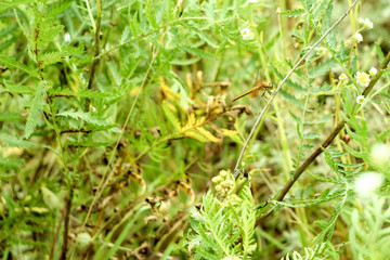 Peaceful summer landscape of the field with green grass and dragonfly sitting on a branch in the sun
