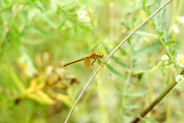 Close-up of a dragonfly sitting on the grass on a blurred background of a summer landscape with green grass and in the sun