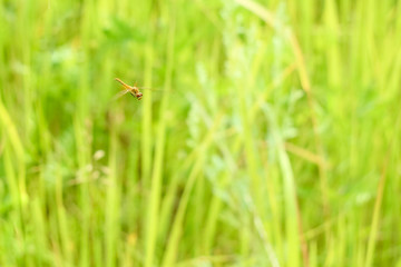 Peaceful summer landscape of the field with green grass and dragonfly flying in the grass in the sun