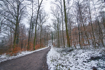 Forest Road with Snow and beautiful colors