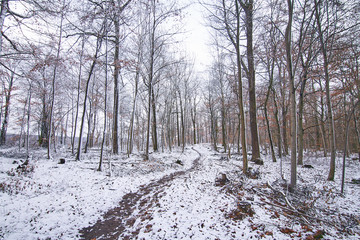 Forest Road with Snow and beautiful colors