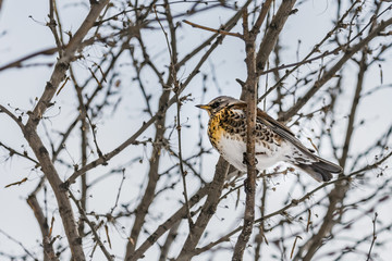 A fun gray and orange fieldfare Turdus pilaris is on a gray branch in the park in winter on a blurred white sky background